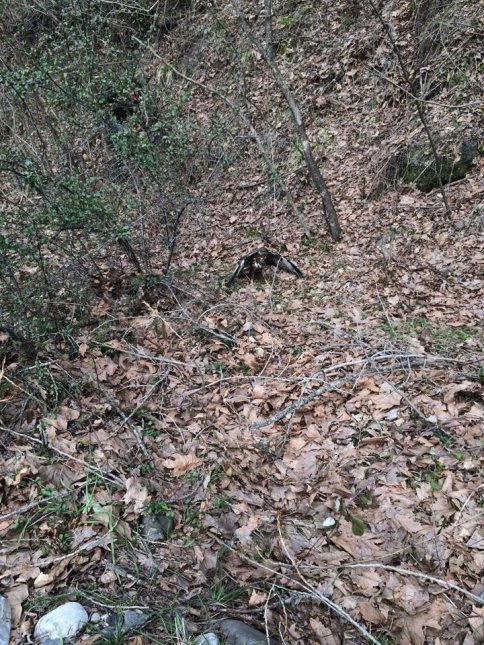 Yaralı Atmaca'ya Şefkat Eli