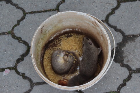 Atölye 'de Ağacı Keserken İçinden Sincaplar Çıktı