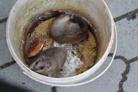 Atölye 'de Ağacı Keserken İçinden Sincaplar Çıktı
