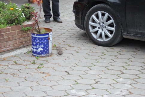 Atölye 'de Ağacı Keserken İçinden Sincaplar Çıktı