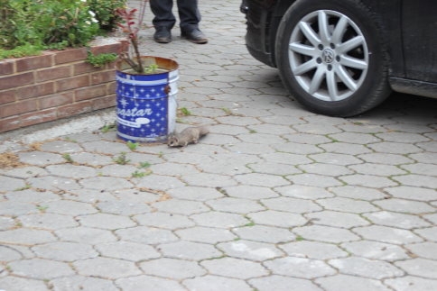 Atölye 'de Ağacı Keserken İçinden Sincaplar Çıktı