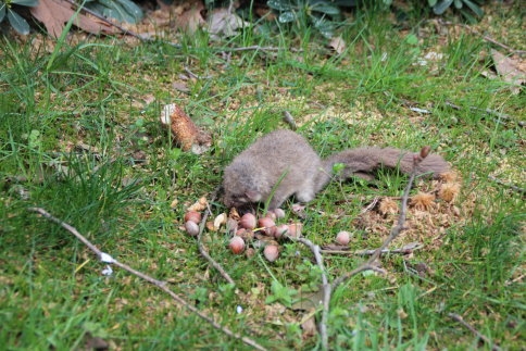 Atölye 'de Ağacı Keserken İçinden Sincaplar Çıktı