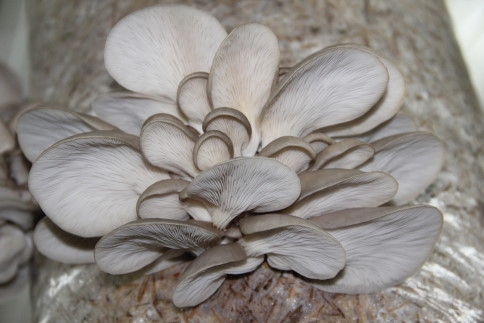 İki Kafadar Akyazı’da İlki Başardı    