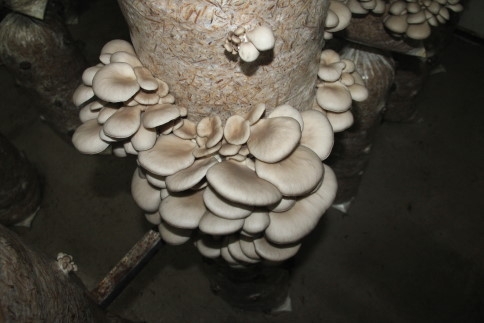 İki Kafadar Akyazı’da İlki Başardı    