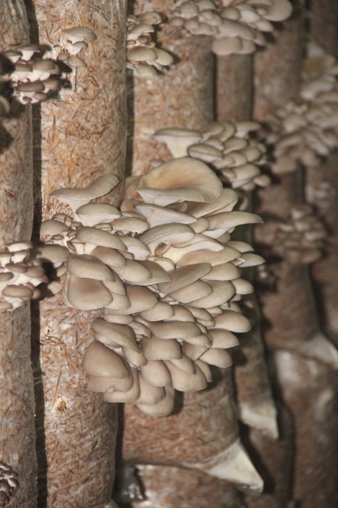 İki Kafadar Akyazı’da İlki Başardı    