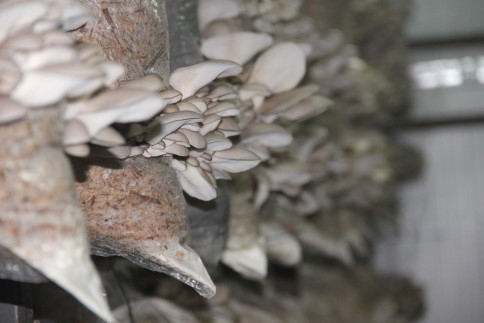 İki Kafadar Akyazı’da İlki Başardı    