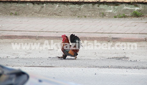 3 Kafadarın ANA YOLDA Horoz Avı 