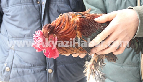 3 Kafadarın ANA YOLDA Horoz Avı 