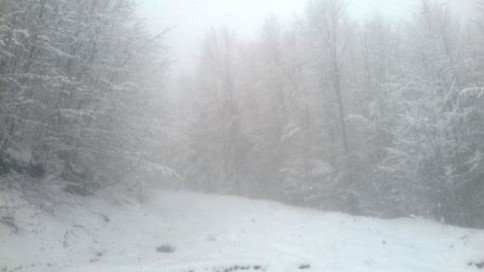 Nisan Ayında Yağan Kar Ormanda Mahsur Bıraktı