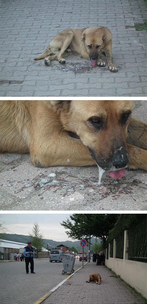 Kuzuluk Mahesinde Kuduz Köpek Paniği