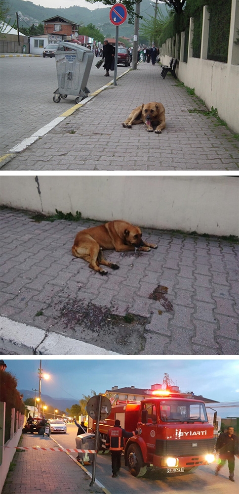 Kuzuluk Mahesinde Kuduz Köpek Paniği