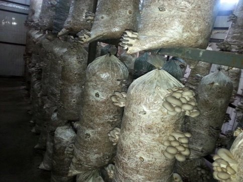 Akyazıda kayın mantarı yaygınlaşıyor