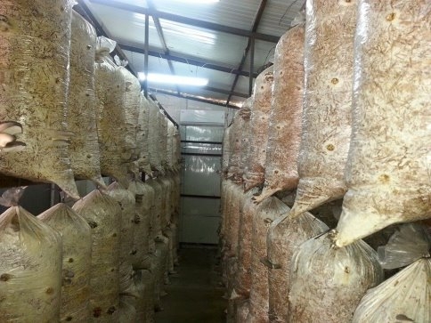 Akyazıda kayın mantarı yaygınlaşıyor