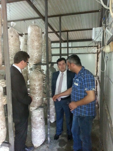 Akyazıda kayın mantarı yaygınlaşıyor