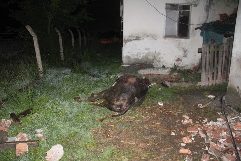 Akyazı'da Tavuk çiftliğinde yangın