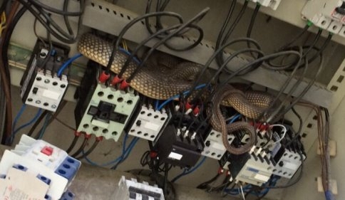 Trafo'dan 2 Metrelik Yılan Çıktı 