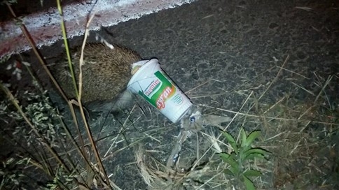 Yere Atılan Çöpler Doğal Yaşamı Olumsuz Etkiliyor