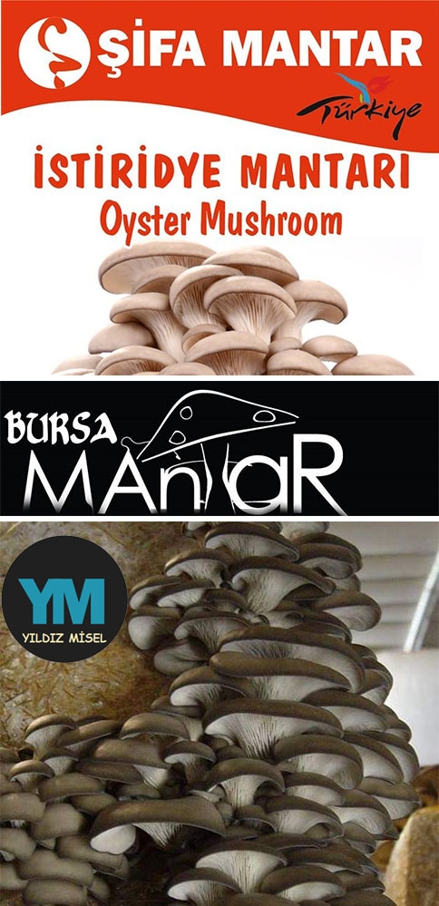 Uygulamalı İstiridye Mantarı Semineri !