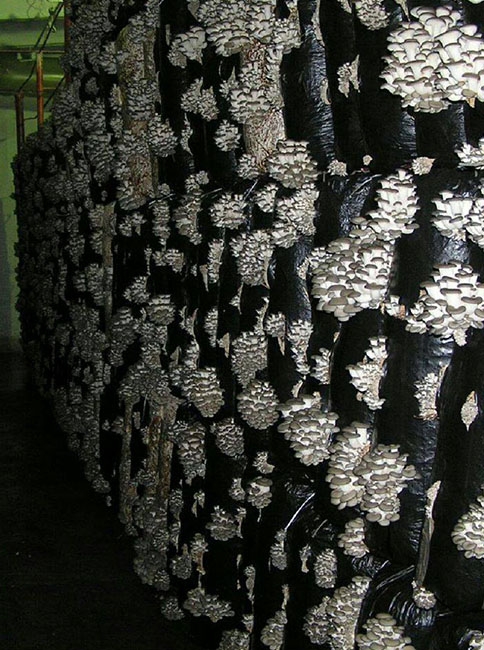 Uygulamalı İstiridye Mantarı Semineri !