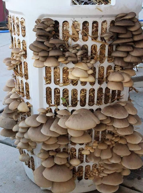 Uygulamalı İstiridye Mantarı Semineri !