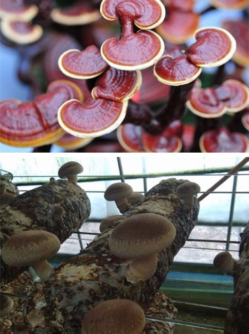 Uygulamalı İstiridye Mantarı Semineri !