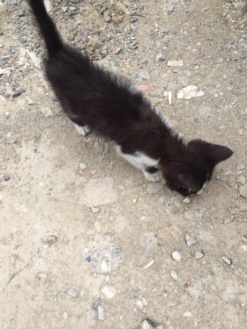 Çamaşır Makinesine Giren Kediyi İtfaiye Kurtardı