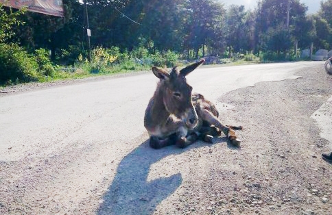 Maheye İnen Eşşek İlgi Çekiyor