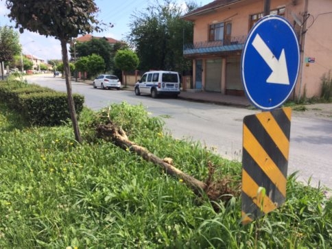 Kamyonet Kaldırımda ki Ağaça Çarptı