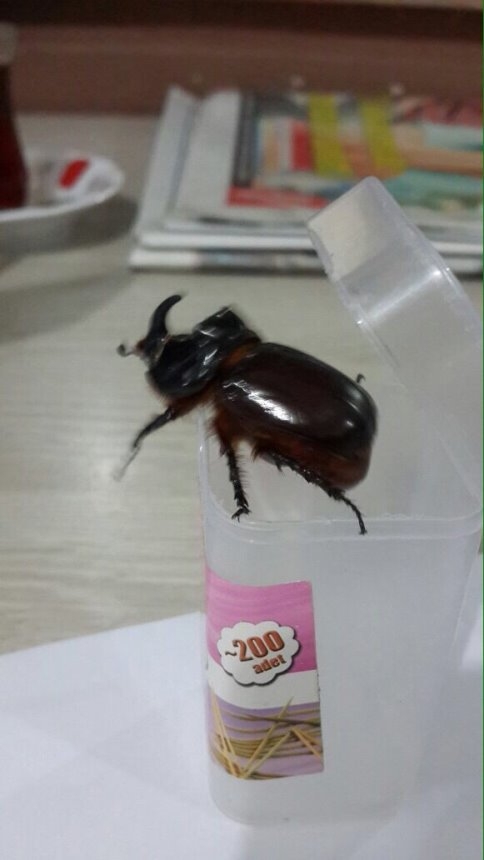 90 Bin Dolarlık Böcek Asılsız Çıktı