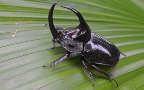 90 Bin Dolarlık Böcek Asılsız Çıktı