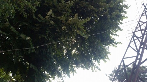 Ölü Direk Tehlike Saçıyor