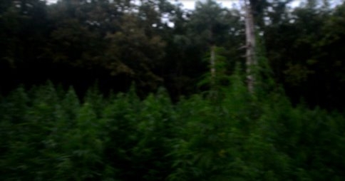  Jandarma'dan Kenevir Operasyonu 