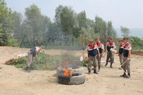 Jandarma Kenevirleri Böyle İmha Etti