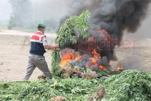 Jandarma Kenevirleri Böyle İmha Etti