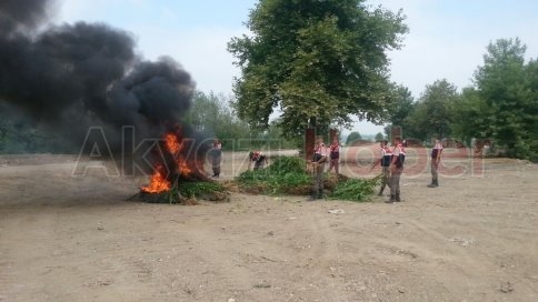 Jandarma Kenevirleri Böyle İmha Etti
