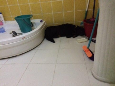 Eve Giren Köpeği İtfaiye Çıkarttı