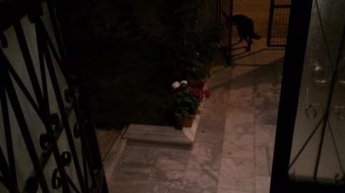 Eve Giren Köpeği İtfaiye Çıkarttı