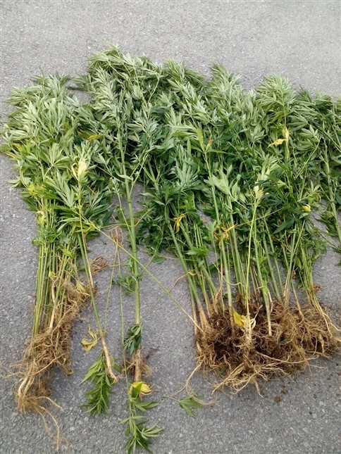 Kuzuluk’da Kenevir Operasyonu