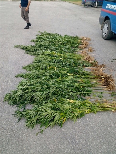 Kuzuluk’da Kenevir Operasyonu