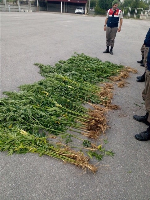 Kuzuluk’da Kenevir Operasyonu