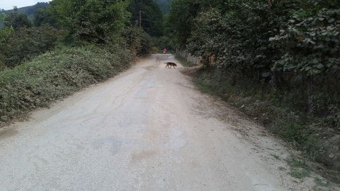 Taşburun Öksüz mü ?