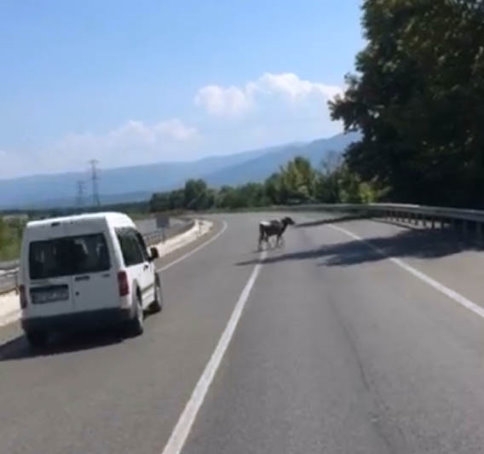 Başı Boş İnek Trafiği Tehlikeye Düşürdü