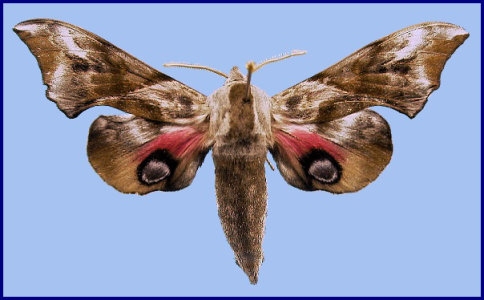 Akyazı Belediyesi Kavak Güvesi İle Mücadele Ediyor