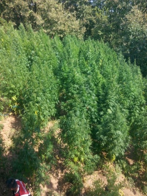 Jandarma'nın Kenevir Operasyonları Sürüyor