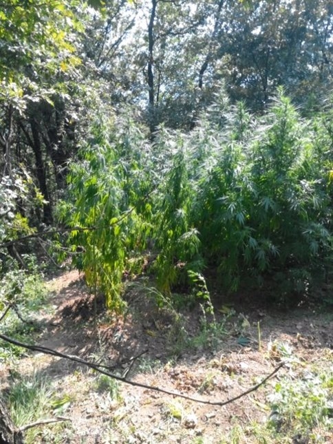 Jandarma'nın Kenevir Operasyonları Sürüyor