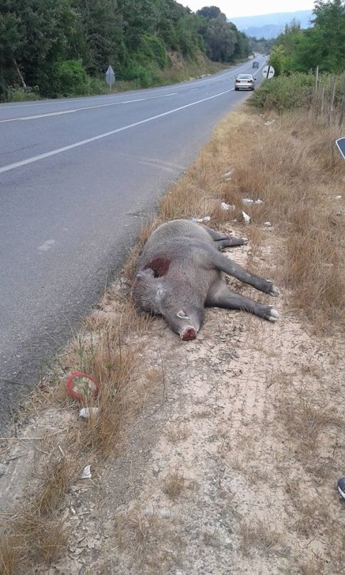 Yol Kenarında Domuz Ölüsü Bulundu