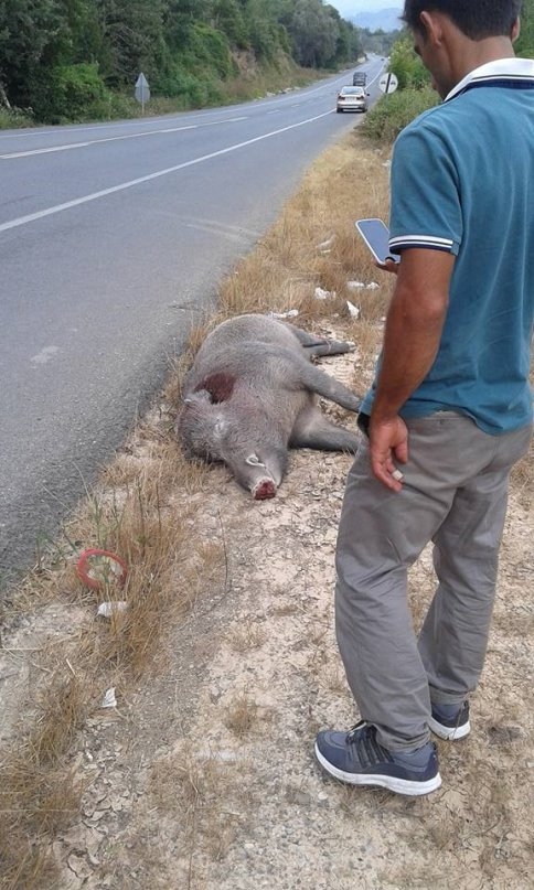 Yol Kenarında Domuz Ölüsü Bulundu