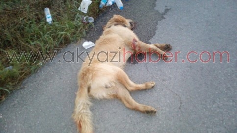 Motosikletle Köpeğe Çarptı 1 Yaralı