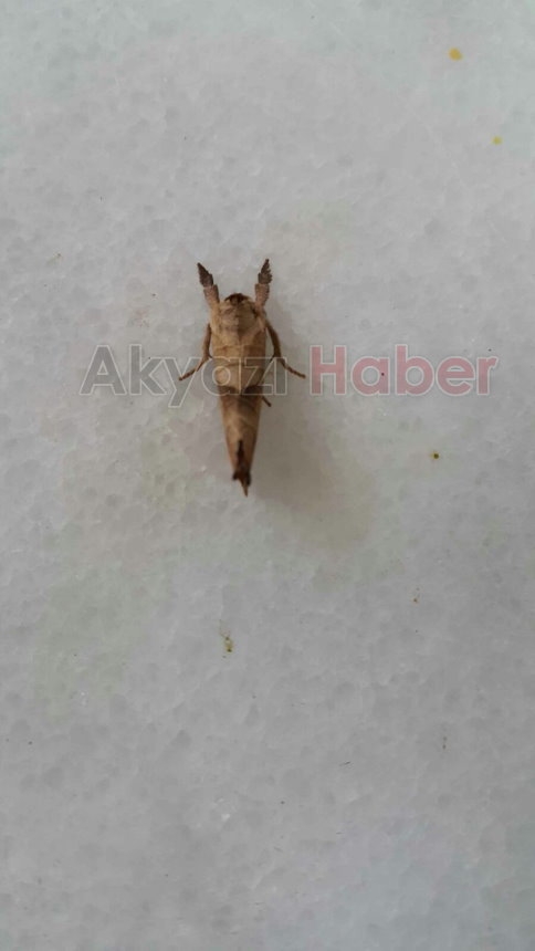 Kelebekler Heryerdeler