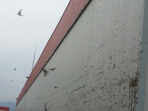 Kelebekler Heryerdeler